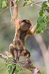 chacma baboon