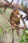 chacma baboon