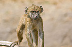 chacma baboon