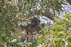 chacma baboon