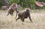 chacma baboon