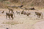 chacma baboon