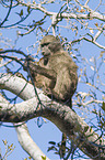 cape baboon