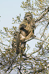 cape baboon