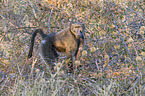 cape baboon