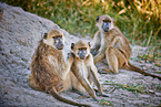 Cape baboons