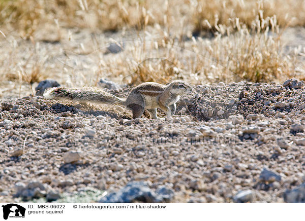 Kap-Borstenhrnchen / ground squirrel / MBS-06022