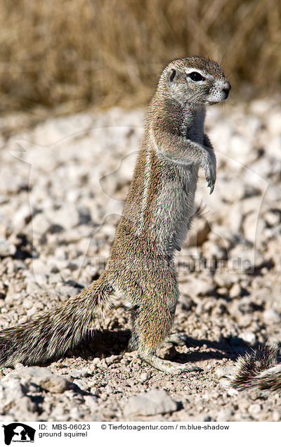 ground squirrel / MBS-06023