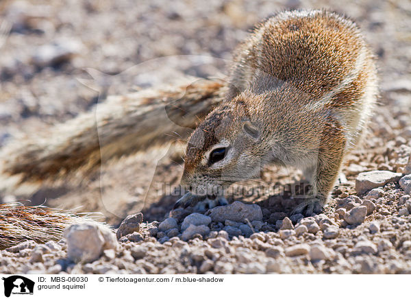 Kap-Borstenhrnchen / ground squirrel / MBS-06030