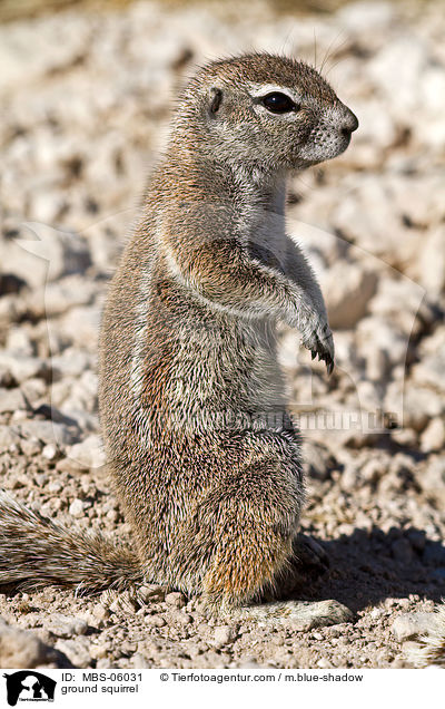 Kap-Borstenhrnchen / ground squirrel / MBS-06031