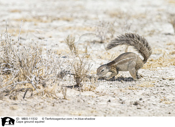 Cape ground squirrel / MBS-11532