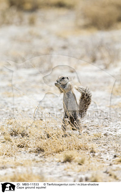 Kap-Borstenhrnchen / Cape ground squirrel / MBS-11533