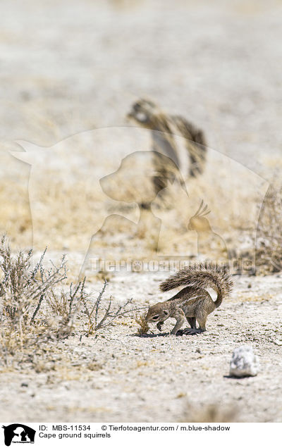 Cape ground squirrels / MBS-11534