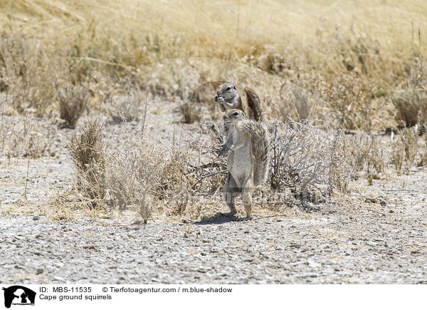 Kap-Borstenhrnchen / Cape ground squirrels / MBS-11535