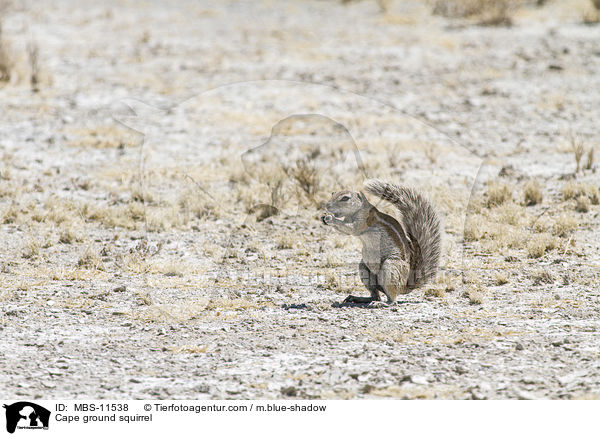 Cape ground squirrel / MBS-11538