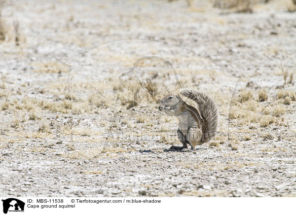 Kap-Borstenhrnchen / Cape ground squirrel / MBS-11538