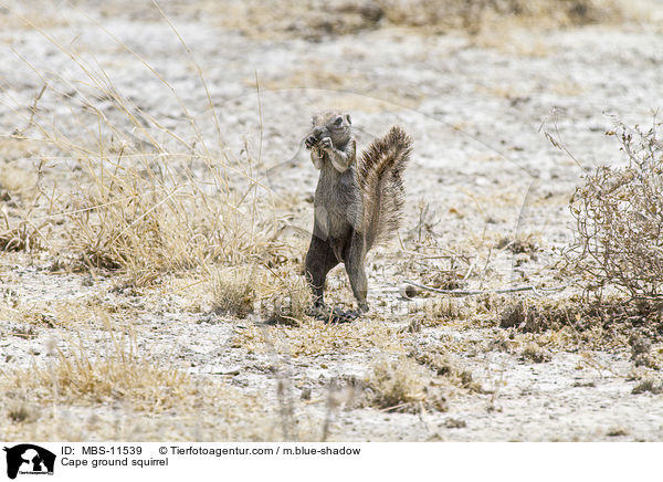 Cape ground squirrel / MBS-11539