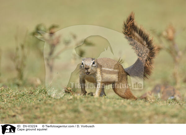 Cape ground squirrel / DV-03224