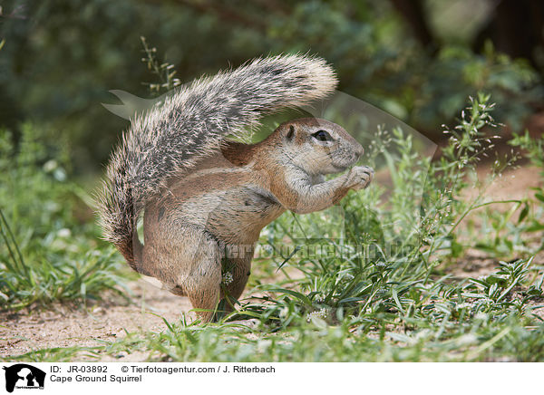 Cape Ground Squirrel / JR-03892