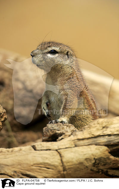 Kap-Borstenhrnchen / Cape ground squirrel / FLPA-04758