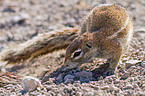 ground squirrel