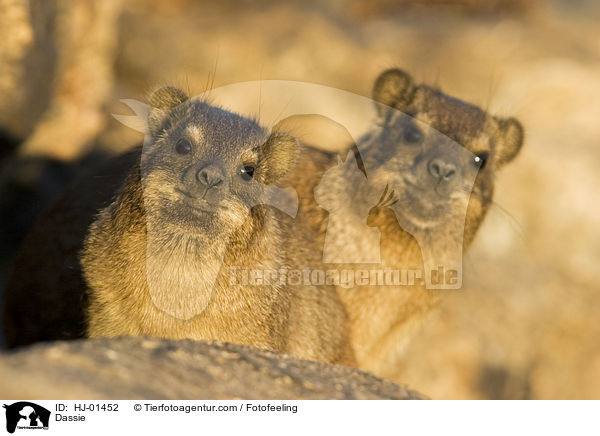 Dassie / HJ-01452