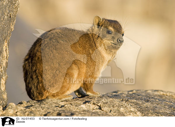 Dassie / HJ-01453