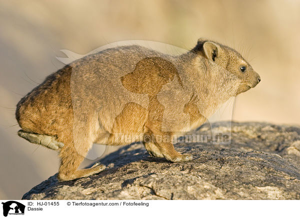 Dassie / HJ-01455