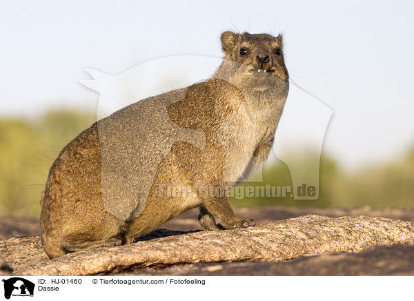 Dassie / HJ-01460