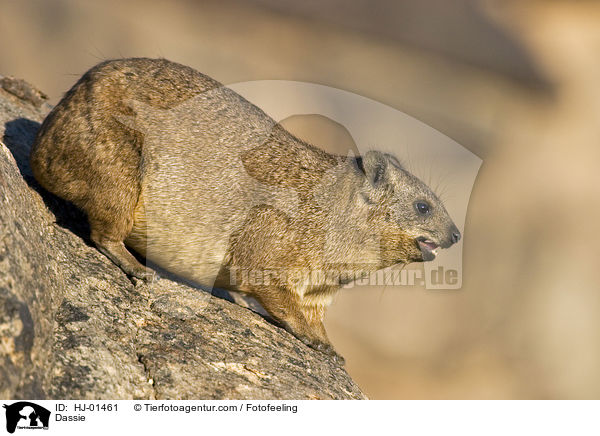 Dassie / HJ-01461