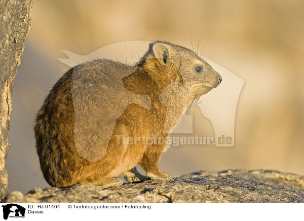 Klippschleifer / Dassie / HJ-01464