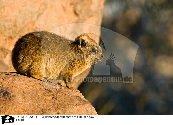 dassie / MBS-06594