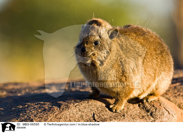 dassie / MBS-06595