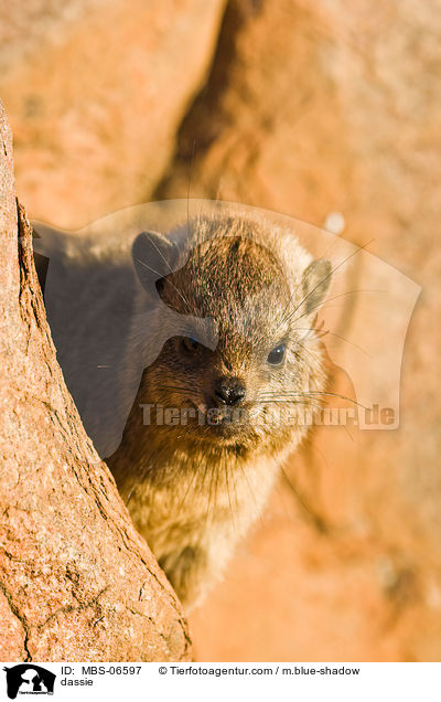 dassie / MBS-06597