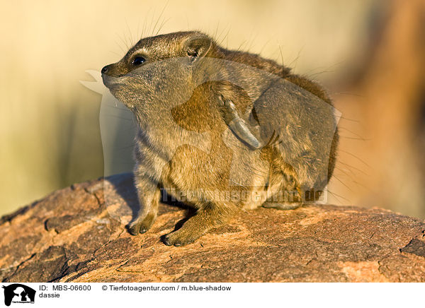 dassie / MBS-06600