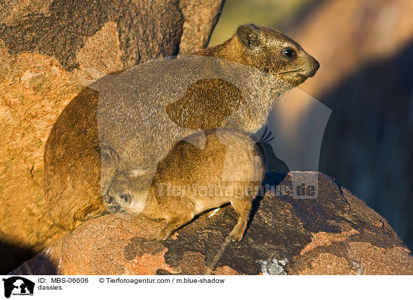 dassies / MBS-06606