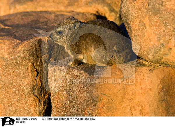 dassie / MBS-06609