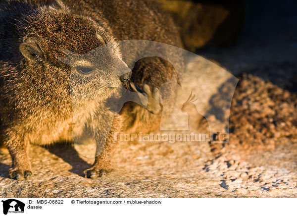 Klippschliefer / dassie / MBS-06622
