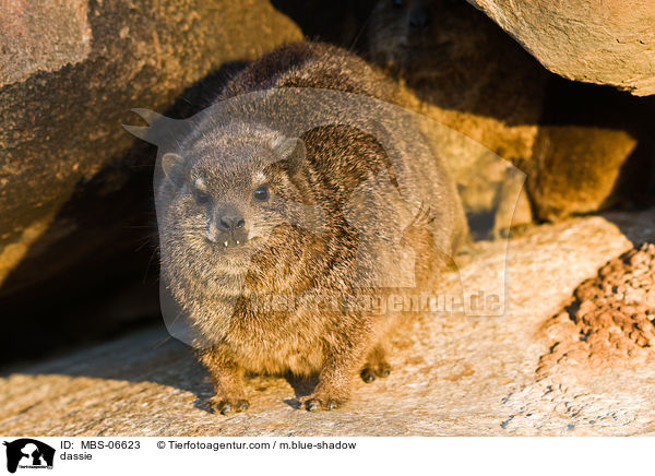 dassie / MBS-06623