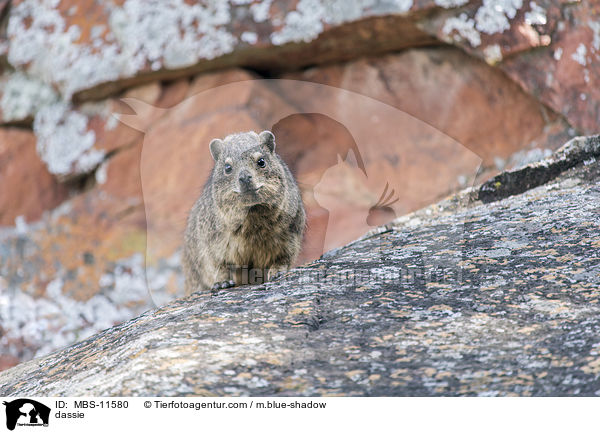 Klippschliefer / dassie / MBS-11580