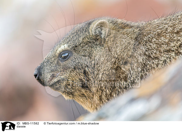 dassie / MBS-11582