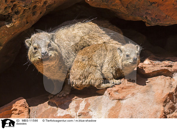 dassies / MBS-11586