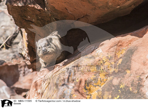 dassie / MBS-11595