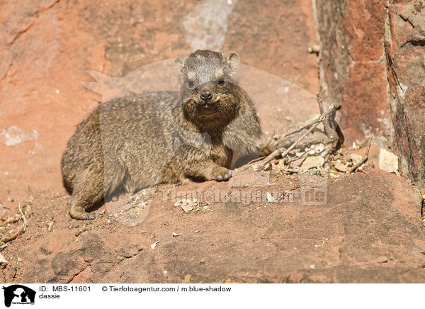 dassie / MBS-11601