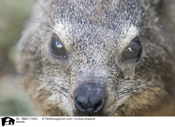 dassie / MBS-11602