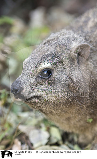 dassie / MBS-11603