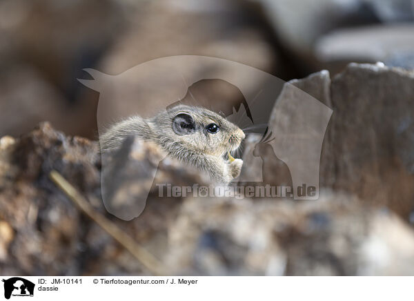 dassie / JM-10141