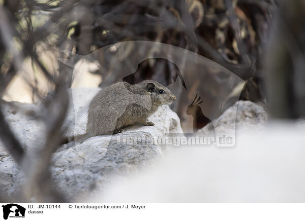 dassie / JM-10144