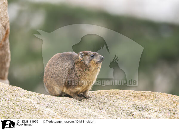 Rock hyrax / DMS-11952