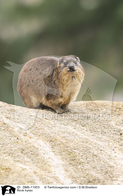 Klippschliefer / Rock hyrax / DMS-11953